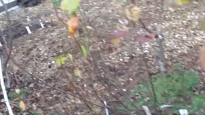 какие сорта сливы можно выращивать в сибири