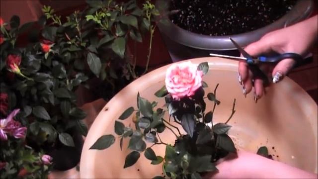 Роза "Кордана" пересадка "капризули" после покупки...