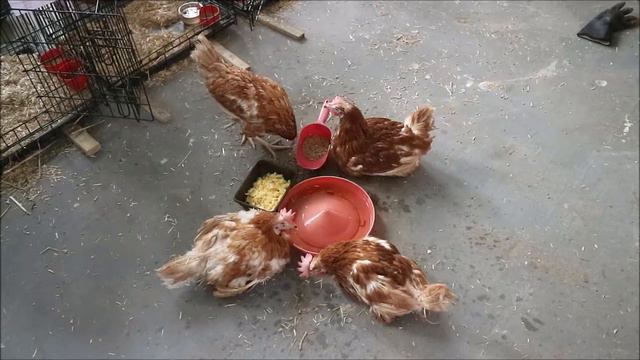 Petunia, Lily, Jasmine and Lavender Recovering смотреть онлайн