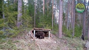 Заповедник "Кивач". Бурый медведь. 2022 г.