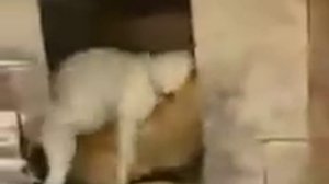 Курица и собака занимаются секасом