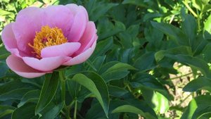 Пион SOFT SALMON SAUCER/Софт Салмон Сосер