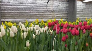 Финал выгонки тюльпана на 8 марта, в гараже