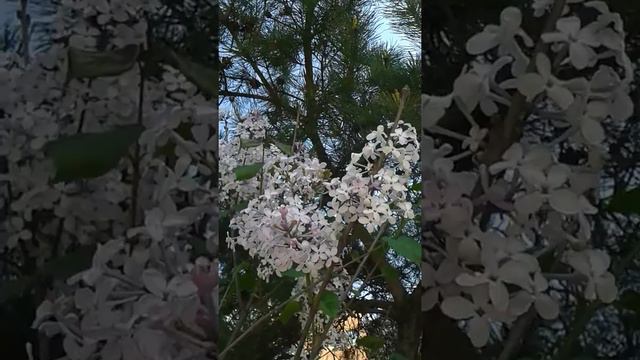 라일락꽃