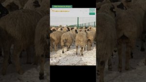 10 000 овец на холодном откорме #shorts #казахстан #овцы