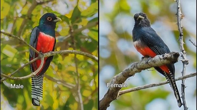 Birds Of The Pantanal   Part 2  Land Birds Orig 1080P V5