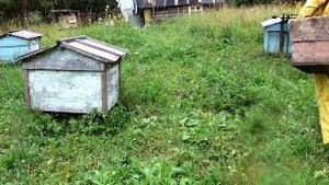 О матках и трутнях.avi