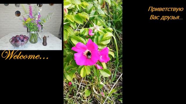 Прогулка за полевыми цветами. Собаки и кошка. смотреть онлайн