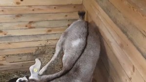 ЭКОНОМНЫЙ ВАРИАНТ УТЕПЛЕНИЯ КОЗОВНИКА.НАСТУПИЛИ ХОЛОДА, УТЕПЛЯЕМЬСЯ.