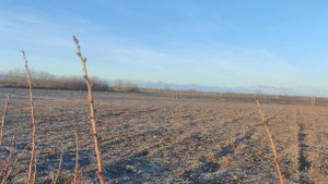 Голубика Блю Голд. Самый урожайный сорт