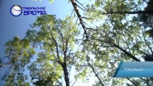 РЕЛИКТОВАЯ СОСНА