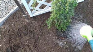 Убираю грядки и сажаю хвойные растения.Переделки в саду.