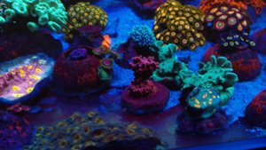 Марисоль риф-баланс