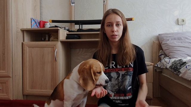 НА ПОЕЗДЕ С СОБАКОЙ | документы, аптечка и другие полезности | KURSKAYA смотреть онлайн