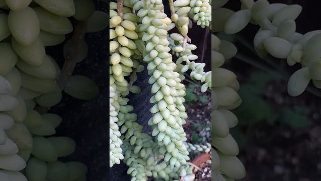 Sedum morganianum ‘Burrito’