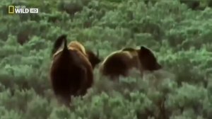 Мир Животных дикий запад/ВВС 2019(Animal world 2019)