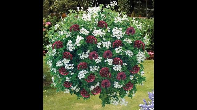 Удивительные ампельные, что пользуется спросом, что посадить? смотреть онлайн