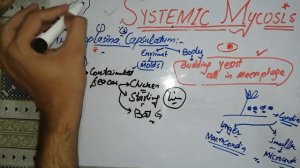 Systemic Mycoses. ?Lec #7. chap 49. #mycology#Coccidioides#histoplasma #blastomyces paracoccidioide