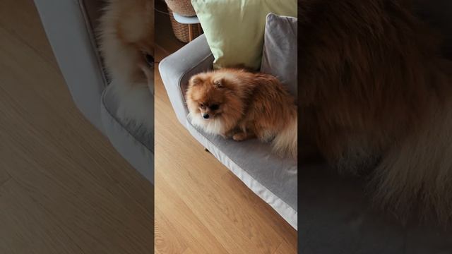 Thermal vision phone ?? Blackview BL8800 Pro смотреть онлайн