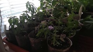 Вегетативная петуния, как сохранить в домашних условиях до следующего сезона. Обзор черенков.