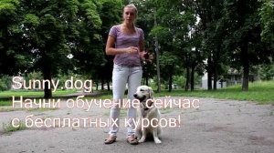 Команда "рядом"- дрессировка голден ретривера. Дрессировка ретривера