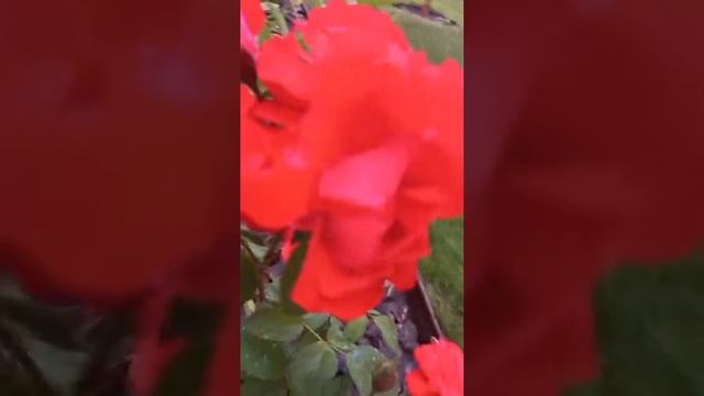 Красная полиантовая роза. Beautiful red  rose ?