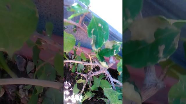 Trauma vegetativo смотреть онлайн