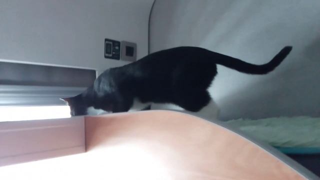 АЛЛЕЛУЙЯ ?, ЕДЕМ В ПИТЕР ?, Я И ДАЙМОНД ??? смотреть онлайн