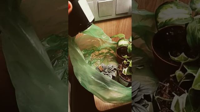 Обновки цветов из Леруа Мерлен у моей соседки. #сад #огород #цветы #черенкование #дача #петуния смотреть онлайн