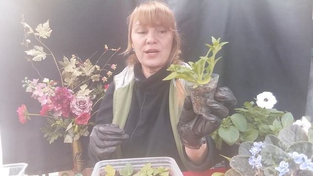 Как формировать петунию.