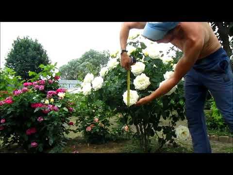 Роза ШОПЕН(Chopin) чайно гибридная. Роза ГИГАНТ! смотреть онлайн