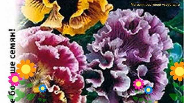 Виола гибридная. Краткий обзор, описание характеристик víola × wittrockiána Рококо смотреть онлайн