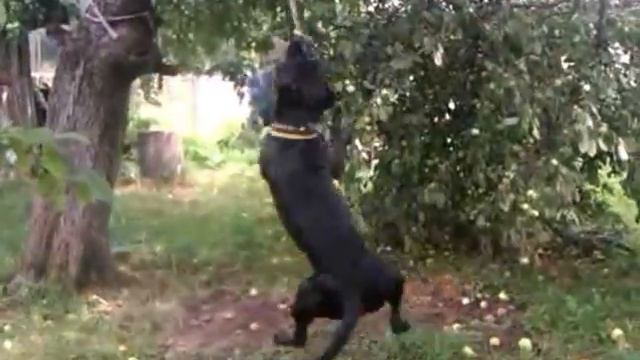 Юкон и тарзанка смотреть онлайн