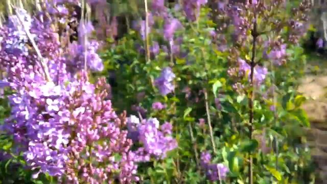 ВЛОГ. Турция. Сирень, солнце, небо, весна. Meryem Isabella смотреть онлайн