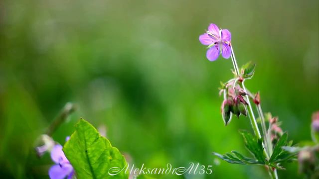 цветочки смотреть онлайн