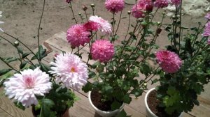 Просто хризантемы. Из семян.