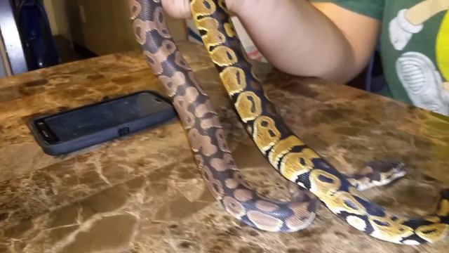 MORPH BULLYS BALL PYTHON NORMALS смотреть онлайн