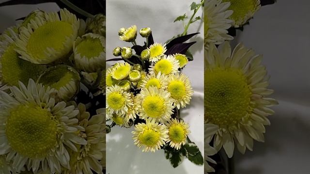 Хризантема корейская Горный Хрусталь   #chrysanthemumflower #цветы #мультифлора  #зимостойкие