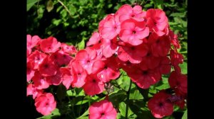 ЗАВОРАЖИВАЮЩИЙ МИР ЦВЕТОВ. Калейдоскоп цветов. 2 часть. 0+