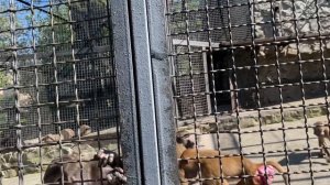 В ожидании Люси, не СОСТАРИТСЯ ли Лешик?