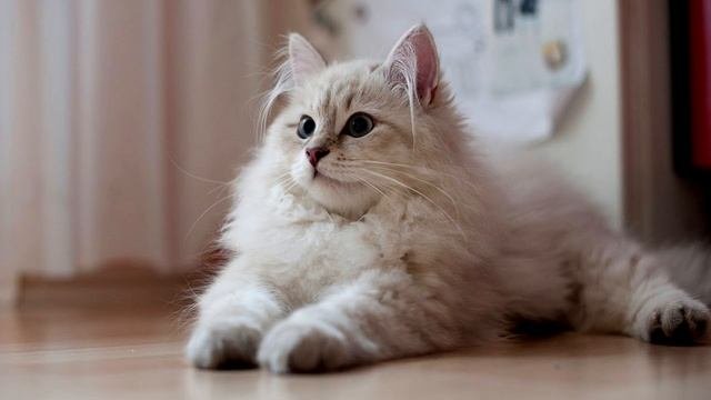 Порода кошек. Сибирская кошка.Хорошие физические возможно. Устойчива к холоду