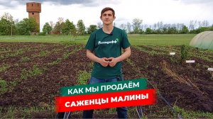 Как мы продаем саженцы малины / Упаковка и доставка