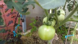 Чеснок убрали, огурцы ростут.