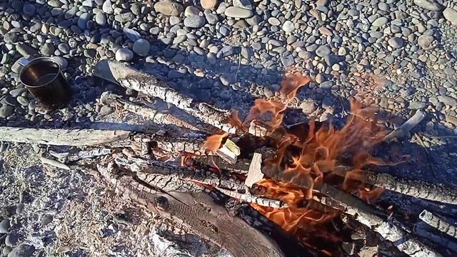 бивень мамонта нашел на берегу катуни
