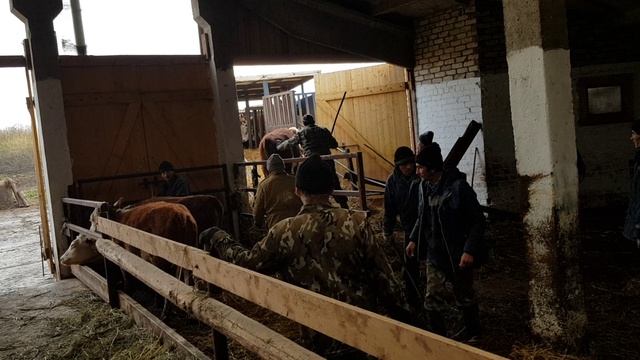 Герефорды. Отгрузка в Казахстан по программе Сыбага. смотреть онлайн