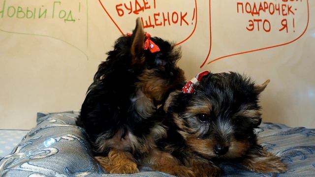 Питомник йоркширских терьеров / Малыши на продажу смотреть онлайн