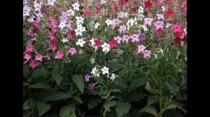 Цветы которые пахнут вечером.