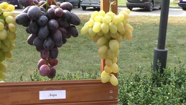 Ярмарка - выставка винограда в Пинске 2019г.