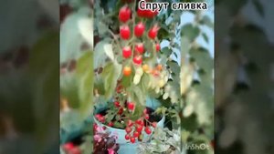 томат спрут сливка, выращен в бочке