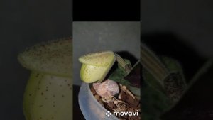 Пафиопедилум Конколор/Paphiopedilum Concolor